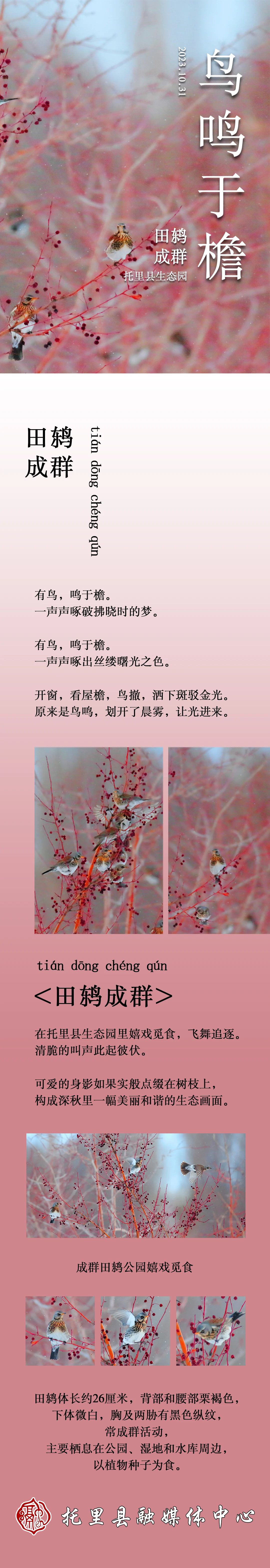 長(zhǎng)圖丨托里：鳥(niǎo)鳴于檐